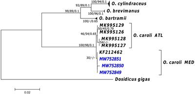 Molecular and Biological Analysis on Ommastrephes caroli Findings in the Central Western Mediterranean Sea (Sardinian Waters) Including First Age Investigation Using Eye Lenses and Beaks